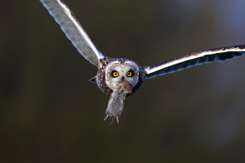 Avant la migration, j&rsquo;ai besoin de prendre des forces